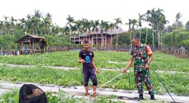 Babinsa Cot Ba’U Bantu Rawat Semangka, Dukung Ekonomi Warga & Swasembada Pangan