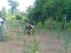 Babinsa Krueng Raya Dampingi Petani Jahe, Dukung Ketahanan Pangan & Hasil Panen Maksimal