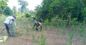 Babinsa Krueng Raya Dampingi Petani Jahe, Dukung Ketahanan Pangan & Hasil Panen Maksimal