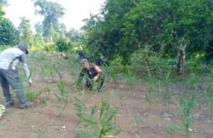 Babinsa Krueng Raya Dampingi Petani Jahe, Dukung Ketahanan Pangan & Hasil Panen Maksimal
