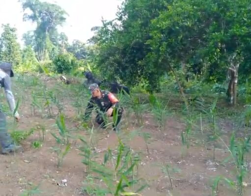 Babinsa Krueng Raya Dampingi Petani Jahe, Dukung Ketahanan Pangan & Hasil Panen Maksimal