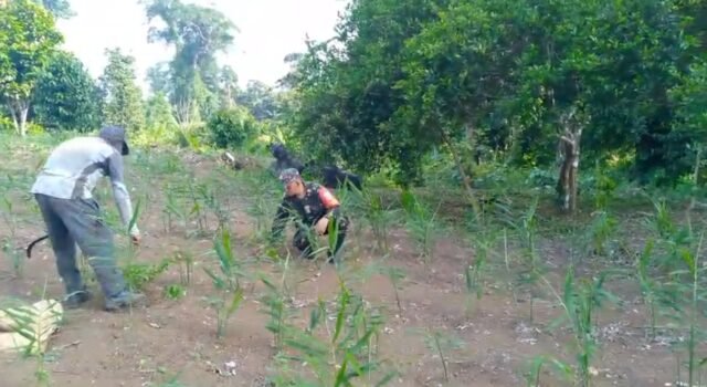 Babinsa Krueng Raya Dampingi Petani Jahe, Dukung Ketahanan Pangan & Hasil Panen Maksimal