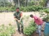 Babinsa Jaboi Dampingi Petani Panen Cabai Rawit, Dorong Semangat Warga Tingkatkan Ketahanan Pangan