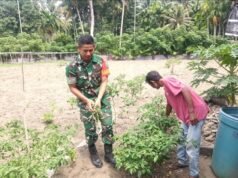Babinsa Jaboi Dampingi Petani Panen Cabai Rawit, Dorong Semangat Warga Tingkatkan Ketahanan Pangan