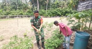 Babinsa Jaboi Dampingi Petani Panen Cabai Rawit, Dorong Semangat Warga Tingkatkan Ketahanan Pangan