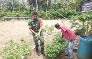 Babinsa Jaboi Dampingi Petani Panen Cabai Rawit, Dorong Semangat Warga Tingkatkan Ketahanan Pangan
