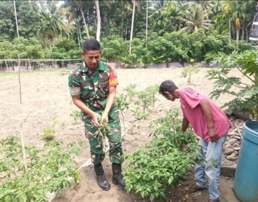 Babinsa Jaboi Dampingi Petani Panen Cabai Rawit, Dorong Semangat Warga Tingkatkan Ketahanan Pangan
