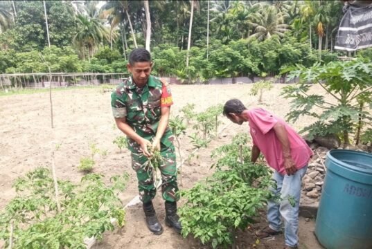 Babinsa Jaboi Dampingi Petani Panen Cabai Rawit, Dorong Semangat Warga Tingkatkan Ketahanan Pangan