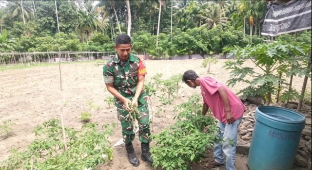 Babinsa Jaboi Dampingi Petani Panen Cabai Rawit, Dorong Semangat Warga Tingkatkan Ketahanan Pangan