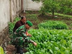Dukung Kemandirian Pangan, Babinsa Kuta Ateuh Turun ke Lahan Pertanian