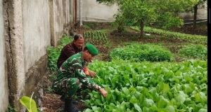 Dukung Kemandirian Pangan, Babinsa Kuta Ateuh Turun ke Lahan Pertanian