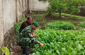 Dukung Kemandirian Pangan, Babinsa Kuta Ateuh Turun ke Lahan Pertanian