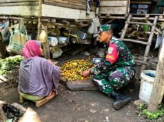 Hadir di Tengah Keseharian Warga, Babinsa Sertu Hendra Bantu Membelah Buah Pinang