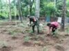 Babinsa Paya Seunara Turun Langsung ke Kebun, Dampingi Petani Rawat Tanaman Cabai Rawit