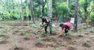 Babinsa Paya Seunara Turun Langsung ke Kebun, Dampingi Petani Rawat Tanaman Cabai Rawit