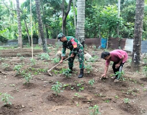 Babinsa Paya Seunara Turun Langsung ke Kebun, Dampingi Petani Rawat Tanaman Cabai Rawit