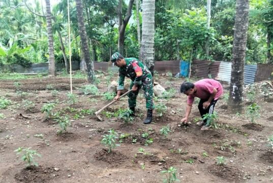 Babinsa Paya Seunara Turun Langsung ke Kebun, Dampingi Petani Rawat Tanaman Cabai Rawit