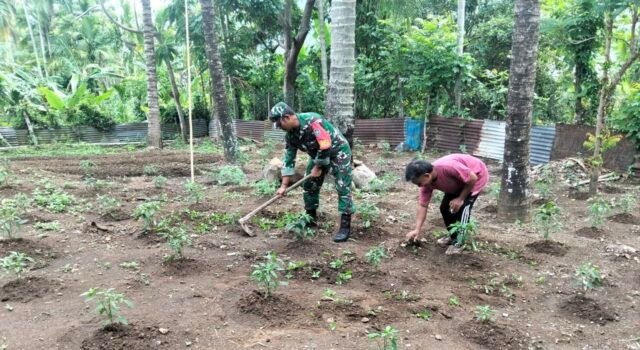 Babinsa Paya Seunara Turun Langsung ke Kebun, Dampingi Petani Rawat Tanaman Cabai Rawit