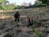 Babinsa Kuta Barat Laksanakan Pendampingan Kebun Cabai, Perkuat Ketahanan Pangan Warga