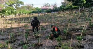 Babinsa Kuta Barat Laksanakan Pendampingan Kebun Cabai, Perkuat Ketahanan Pangan Warga