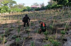 Babinsa Kuta Barat Laksanakan Pendampingan Kebun Cabai, Perkuat Ketahanan Pangan Warga