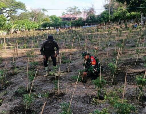 Babinsa Kuta Barat Laksanakan Pendampingan Kebun Cabai, Perkuat Ketahanan Pangan Warga