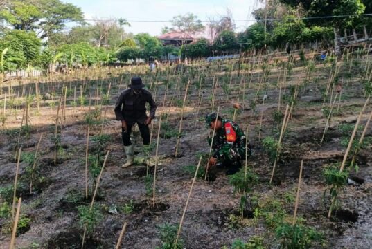 Babinsa Kuta Barat Laksanakan Pendampingan Kebun Cabai, Perkuat Ketahanan Pangan Warga