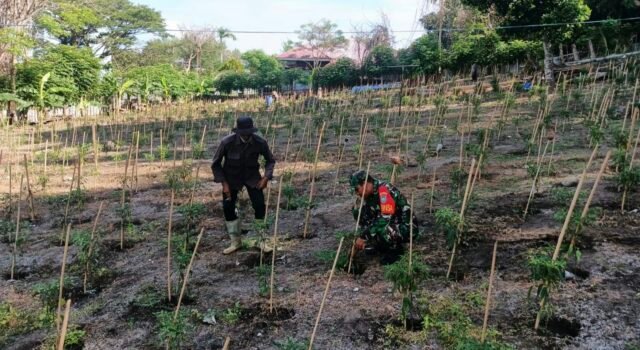 Babinsa Kuta Barat Laksanakan Pendampingan Kebun Cabai, Perkuat Ketahanan Pangan Warga
