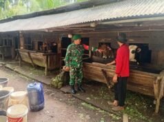 Tingkatkan Potensi Peternakan Lokal, Babinsa Batee Shoek Ajak Warga Kelola Ternak Sapi Lebih Terarah