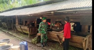 Tingkatkan Potensi Peternakan Lokal, Babinsa Batee Shoek Ajak Warga Kelola Ternak Sapi Lebih Terarah