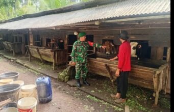 Tingkatkan Potensi Peternakan Lokal, Babinsa Batee Shoek Ajak Warga Kelola Ternak Sapi Lebih Terarah