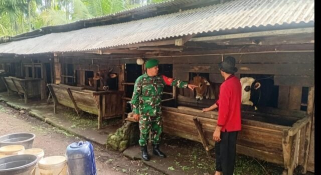 Tingkatkan Potensi Peternakan Lokal, Babinsa Batee Shoek Ajak Warga Kelola Ternak Sapi Lebih Terarah
