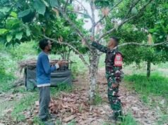 Perkuat Ketahanan Pangan: Sertu Hendra Pantau dan Bimbing Perawatan Tanaman Kakao Warga