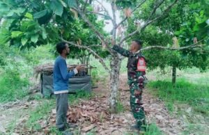 Perkuat Ketahanan Pangan: Sertu Hendra Pantau dan Bimbing Perawatan Tanaman Kakao Warga