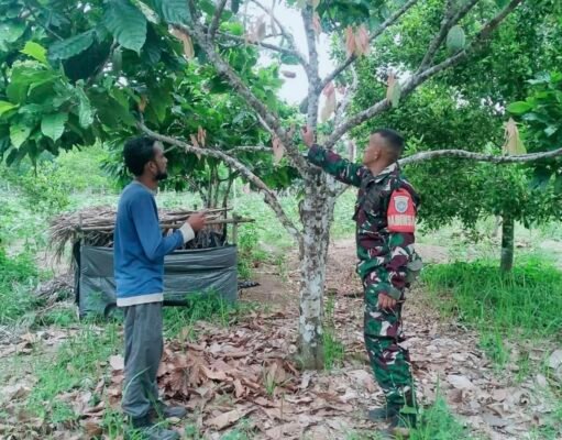 Perkuat Ketahanan Pangan: Sertu Hendra Pantau dan Bimbing Perawatan Tanaman Kakao Warga