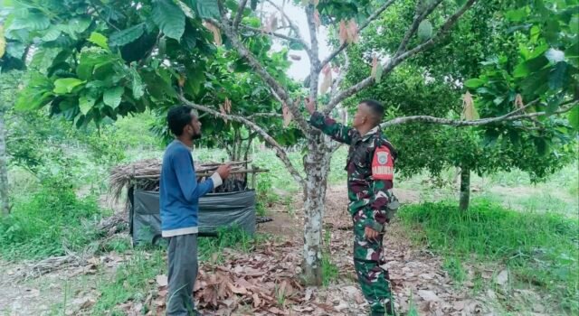 Perkuat Ketahanan Pangan: Sertu Hendra Pantau dan Bimbing Perawatan Tanaman Kakao Warga