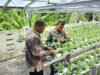 Swasembada Pangan Lewat Hidroponik, Babinsa Paya Pantau Perkembangan Tanaman Sawi Untuk Hasil Maksimal
