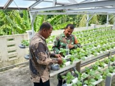 Swasembada Pangan Lewat Hidroponik, Babinsa Paya Pantau Perkembangan Tanaman Sawi Untuk Hasil Maksimal