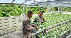 Swasembada Pangan Lewat Hidroponik, Babinsa Paya Pantau Perkembangan Tanaman Sawi Untuk Hasil Maksimal
