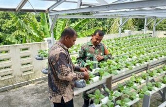 Swasembada Pangan Lewat Hidroponik, Babinsa Paya Pantau Perkembangan Tanaman Sawi Untuk Hasil Maksimal