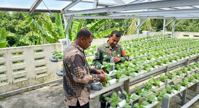 Swasembada Pangan Lewat Hidroponik, Babinsa Paya Pantau Perkembangan Tanaman Sawi Untuk Hasil Maksimal