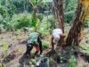 Babinsa Batee Shoek Bantu Warga Tanam Nilam, Wujud Kepedulian Nyata di Tengah Masyarakat