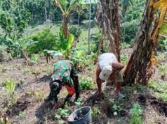 Babinsa Batee Shoek Bantu Warga Tanam Nilam, Wujud Kepedulian Nyata di Tengah Masyarakat