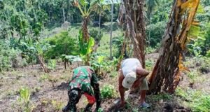 Babinsa Batee Shoek Bantu Warga Tanam Nilam, Wujud Kepedulian Nyata di Tengah Masyarakat