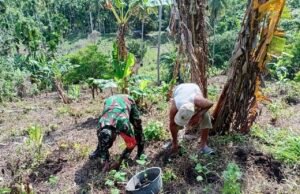 Babinsa Batee Shoek Bantu Warga Tanam Nilam, Wujud Kepedulian Nyata di Tengah Masyarakat