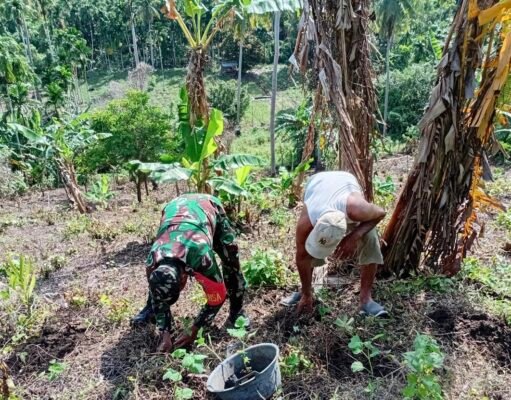 Babinsa Batee Shoek Bantu Warga Tanam Nilam, Wujud Kepedulian Nyata di Tengah Masyarakat