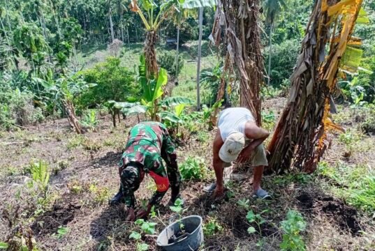 Babinsa Batee Shoek Bantu Warga Tanam Nilam, Wujud Kepedulian Nyata di Tengah Masyarakat