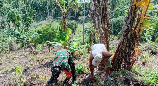 Babinsa Batee Shoek Bantu Warga Tanam Nilam, Wujud Kepedulian Nyata di Tengah Masyarakat