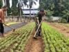 Wujud Kepedulian: Babinsa 05 Aneuk Laot Dampingi Petani Rapikan Lahan Pertanian