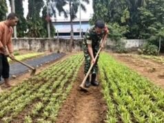 Wujud Kepedulian: Babinsa 05 Aneuk Laot Dampingi Petani Rapikan Lahan Pertanian